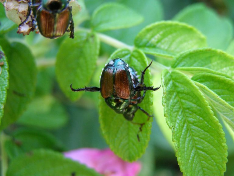 japanese, beetle, insect-2653598.jpg